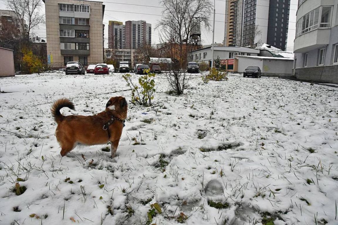 В Екатеринбурге выпал майский снег. Сугробы уже растаяли - «Уральский  рабочий»